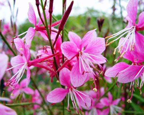 FLOWERS - Gaura lindheimeri 'Siskiyou Pink' - Butterfly  - 20 seeds
