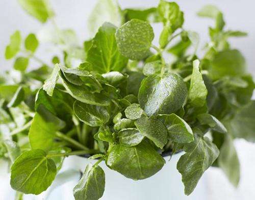 WATERCRESS - 10 SEEDS