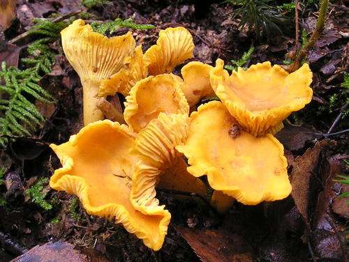 CHANTARELL MUSHROOM SPORES ( Cantharellus cibarius) - DELICIOUS / EDIBLE