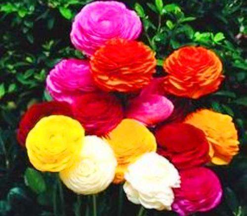 FLOWERS - RANUNCULUS DOUBLE FLOWER MIXED COLOURS - 20 SEEDS