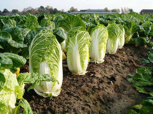 CHIHILLI - JAPANESES CABBAGE - 10 seeds