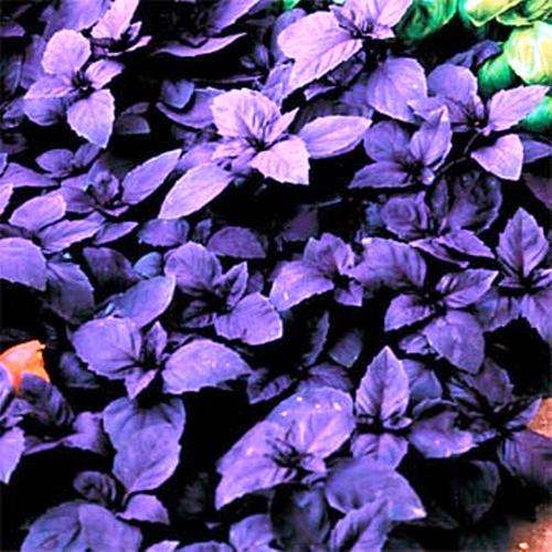 HERBS - BASIL DARK OPAL - 10 SEEDS