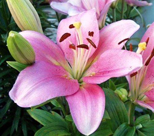 LILIES - ST JOSEPH'S LILY BULBS - PINK