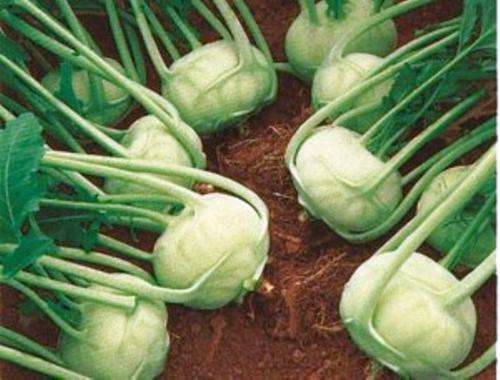 EXOTIC HEIRLOOM VEGETABLE - KOHLRABI - WHITE VIENNA - 30 SEEDS
