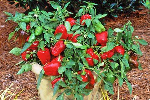 HEIRLOOM VEGETABLES - MOHAWK DWARF SWEET PEPPER