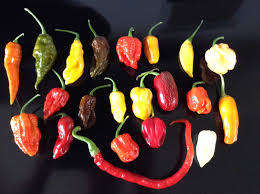 CHILLIES -  MIXED SEED PACK - 20 SEEDS