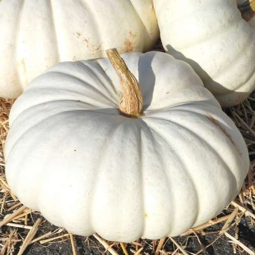 WHITE BOERPAMPOEN SEEDS (50 SEEDS)