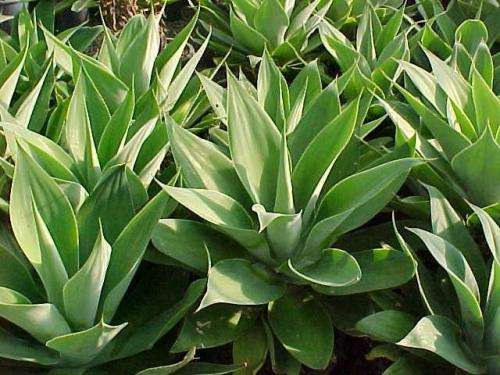 EXOTIC  - AGAVE  - 20 Seeds