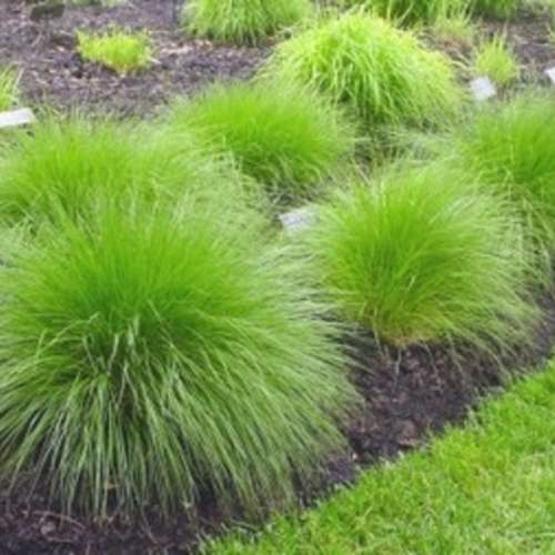 EXOTIC ORNAMENTAL GRASS -  Sporobolus heterolepis - 100 SEEDS