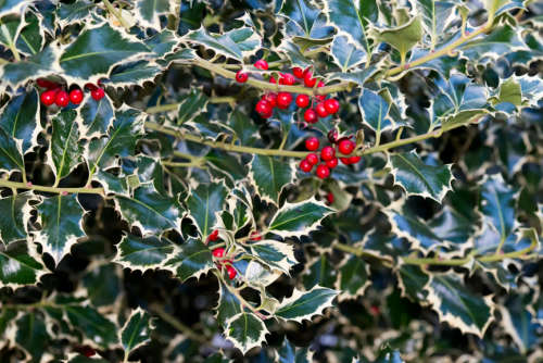 MISTLETOE 'Variegated' - 10 SEEDS - Ilex aquifolium 'Variegata'