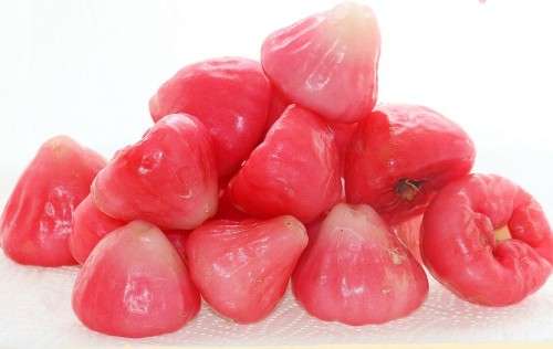 WATER ROSE APPLE  -  10 SEEDS