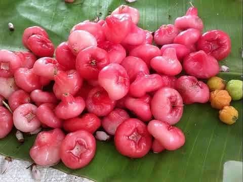 WATER ROSE APPLE  -  10 SEEDS