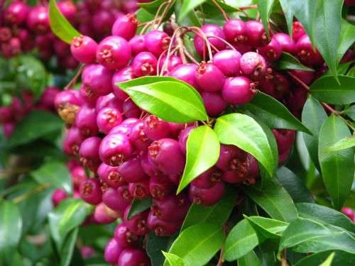 LILLY PILLY BERRY   -  10 SEEDS