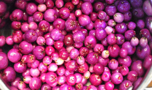 LILLY PILLY BERRY   -  10 SEEDS