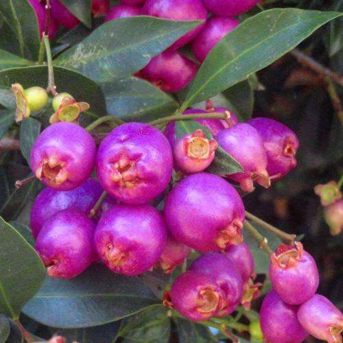 LILLY PILLY BERRY   -  10 SEEDS