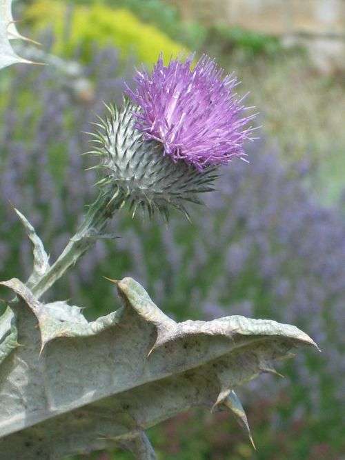 THISTLE FLOWER   -  10 SEEDS - asteraceae