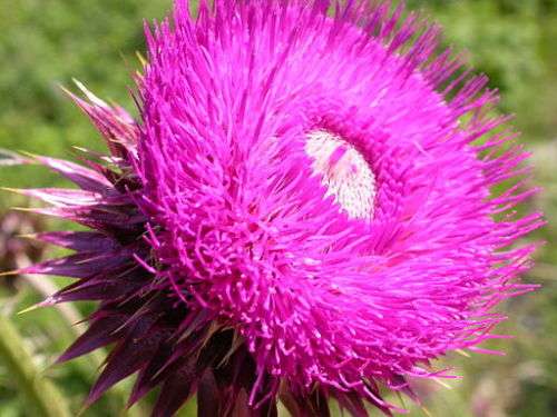THISTLE FLOWER   -  10 SEEDS - asteraceae