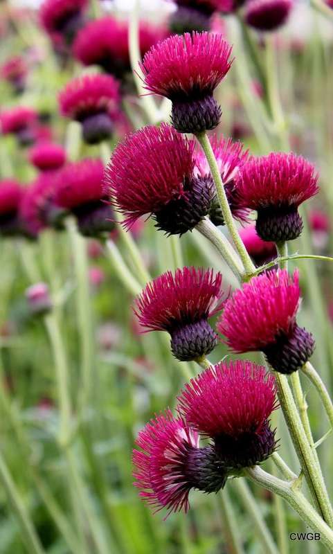 THISTLE FLOWER   -  10 SEEDS - asteraceae