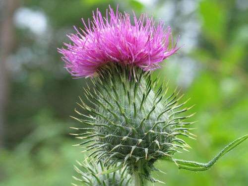 THISTLE FLOWER   -  10 SEEDS - asteraceae