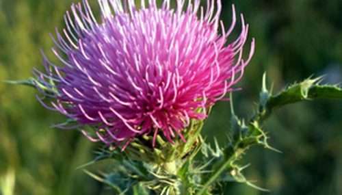 THISTLE FLOWER   -  10 SEEDS - asteraceae