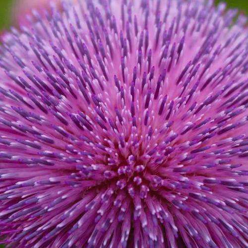 THISTLE FLOWER   -  10 SEEDS - asteraceae