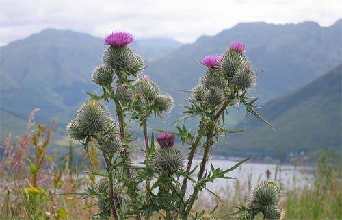 THISTLE FLOWER   -  10 SEEDS - asteraceae