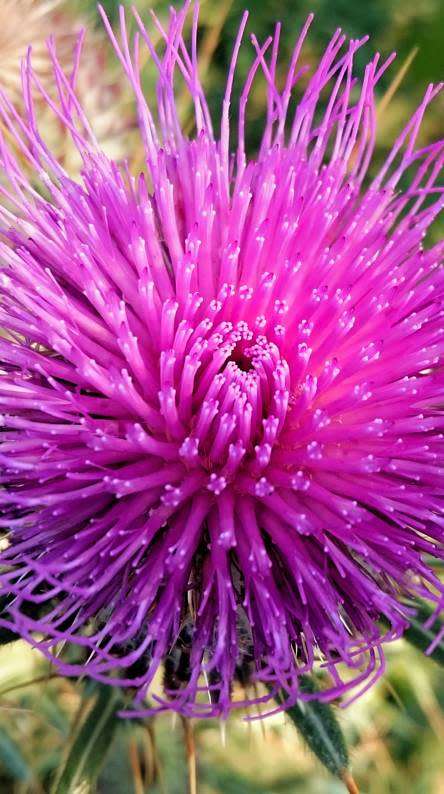 THISTLE FLOWER   -  10 SEEDS - asteraceae
