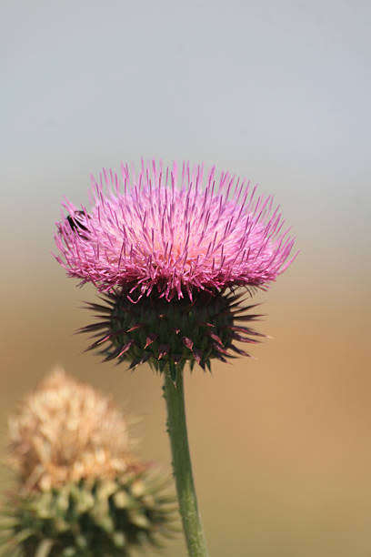 THISTLE FLOWER   -  10 SEEDS - asteraceae