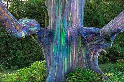 RAINBOW EUCALYPTUS TREE (Eucalyptus Deglupta)  40 seeds