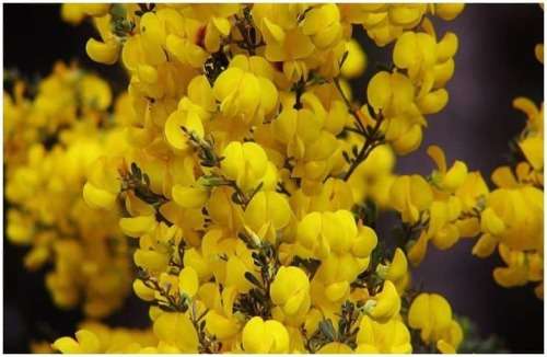 ROOIBOS TEA PLANT 10 SEEDS - Aspalathus linearis   - 10 SEEDS