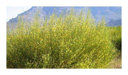 ROOIBOS TEA PLANT 10 SEEDS - Aspalathus linearis   - 10 SEEDS