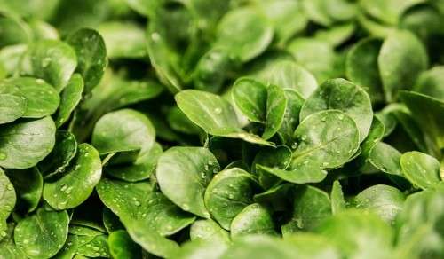 LAMB'S LETTUCE   Valerianella locusta  (20 SEEDS)
