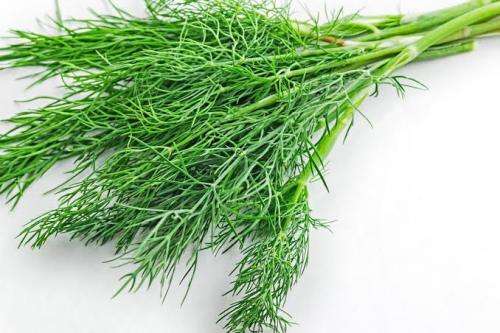 HERBS  -  DILL SEEDS - 50 seeds