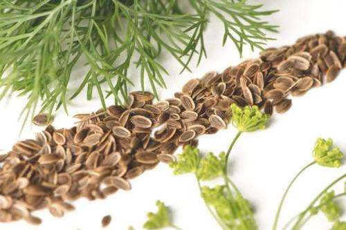 HERBS  -  DILL SEEDS - 50 seeds