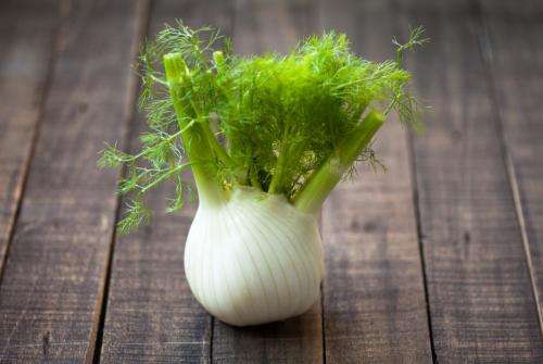 HERBS - FENNELL - 30 SEEDS