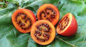 TAMARILLO / TREE TOMATO (Cyphomandra betacea)  15 SEEDS