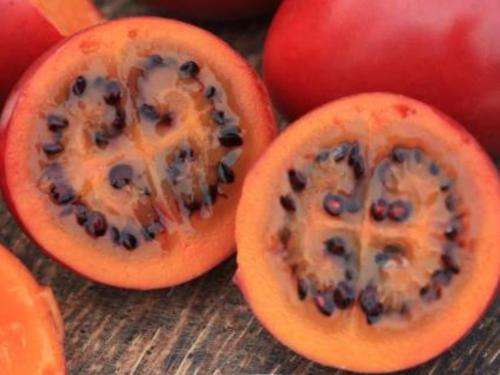 TAMARILLO / TREE TOMATO (Cyphomandra betacea)  15 SEEDS