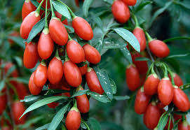 WOLF Berry - 20 Seeds