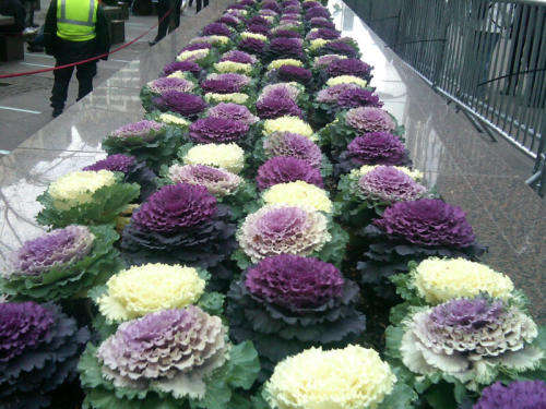 FLOWERING KALE -  10 SEEDS - MIX PACK