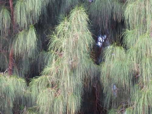 TREES - CASUARINA - 50 SEEDS