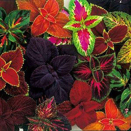 PSYCHOACTIVE - COLEUS MIXED COLOURS - 20 SEEDS