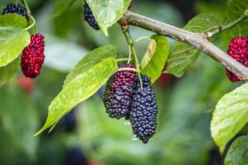 BERRIES VARIETIES - WEEPING MULBERRY   "Morus Alba Pendula" 30 SEEDS