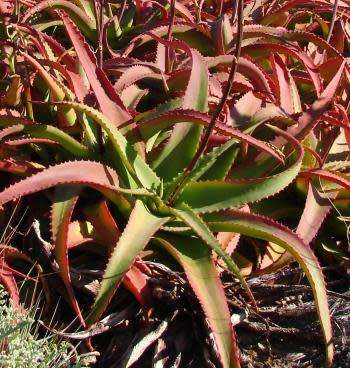 ALOE VANBALENII PILLANS  - 20 SEEDS