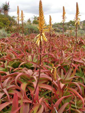 ALOE VANBALENII PILLANS  - 20 SEEDS