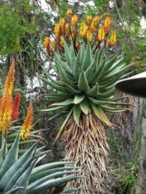 ALOE SPECTABILIS  - 20 SEEDS