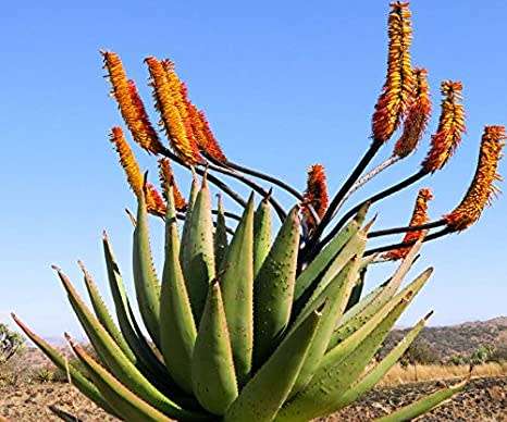ALOE SPECTABILIS  - 20 SEEDS