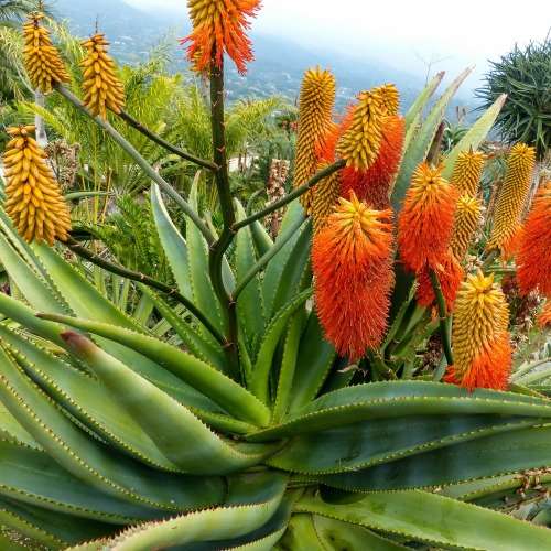 ALOE RUPESTRIS    - 20 SEEDS