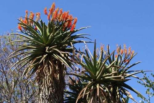 ALOE RUPESTRIS    - 20 SEEDS