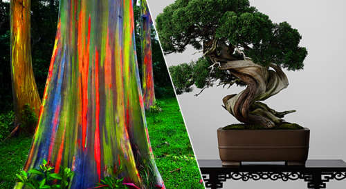 SEEDS FOR BONSAI RAINBOW EUCALYPTUS  - 40 SEEDS