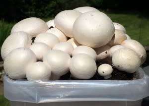 MUSHROOMS -  WHITE BUTTON MUSHROOM SPORES